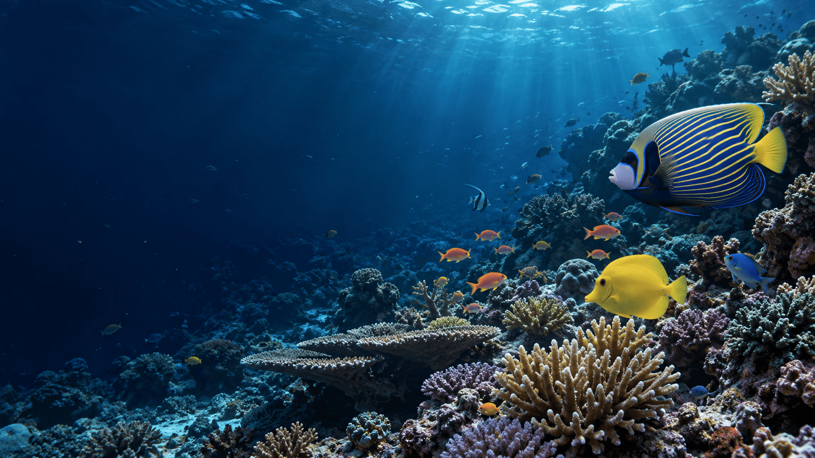 Tropical marine fish in a thriving reef aquarium